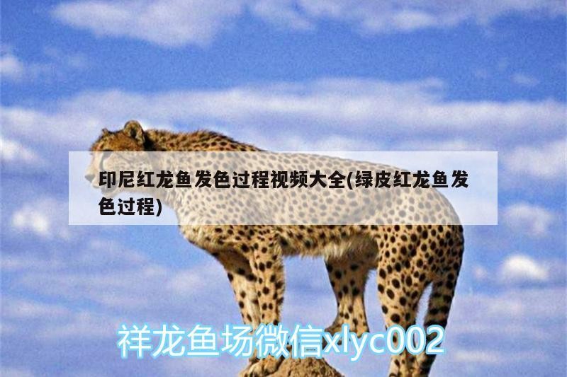 印尼紅龍魚發(fā)色過程視頻大全(綠皮紅龍魚發(fā)色過程)