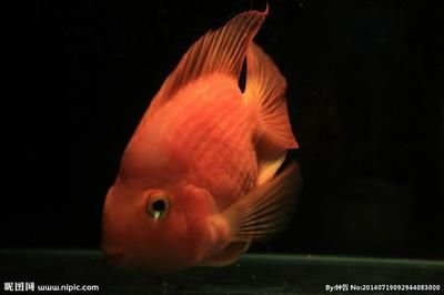 1.2米的魚缸能養(yǎng)多少條鸚鵡魚：1.2米的魚缸能養(yǎng)幾條鸚鵡魚