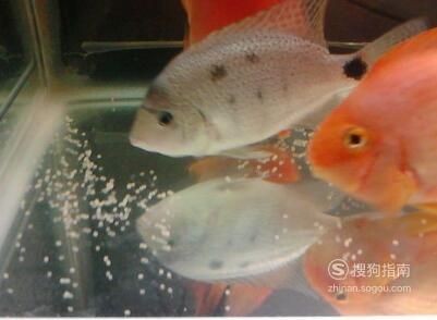 1.2米的魚缸能養(yǎng)多少條鸚鵡魚：1.2米的魚缸能養(yǎng)幾條鸚鵡魚
