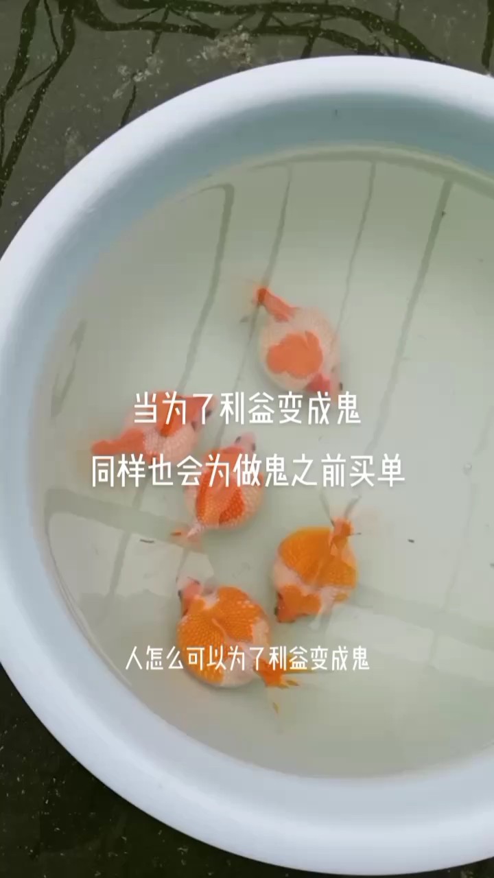 真誠對待每一位關心關注我的魚友