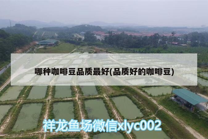哪種咖啡豆品質最好(品質好的咖啡豆)