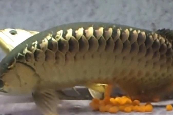龍魚可以一起養嗎：龍魚可以一起養嗎視頻