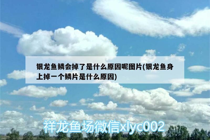 銀龍魚鱗會掉了是什么原因呢圖片(銀龍魚身上掉一個鱗片是什么原因)