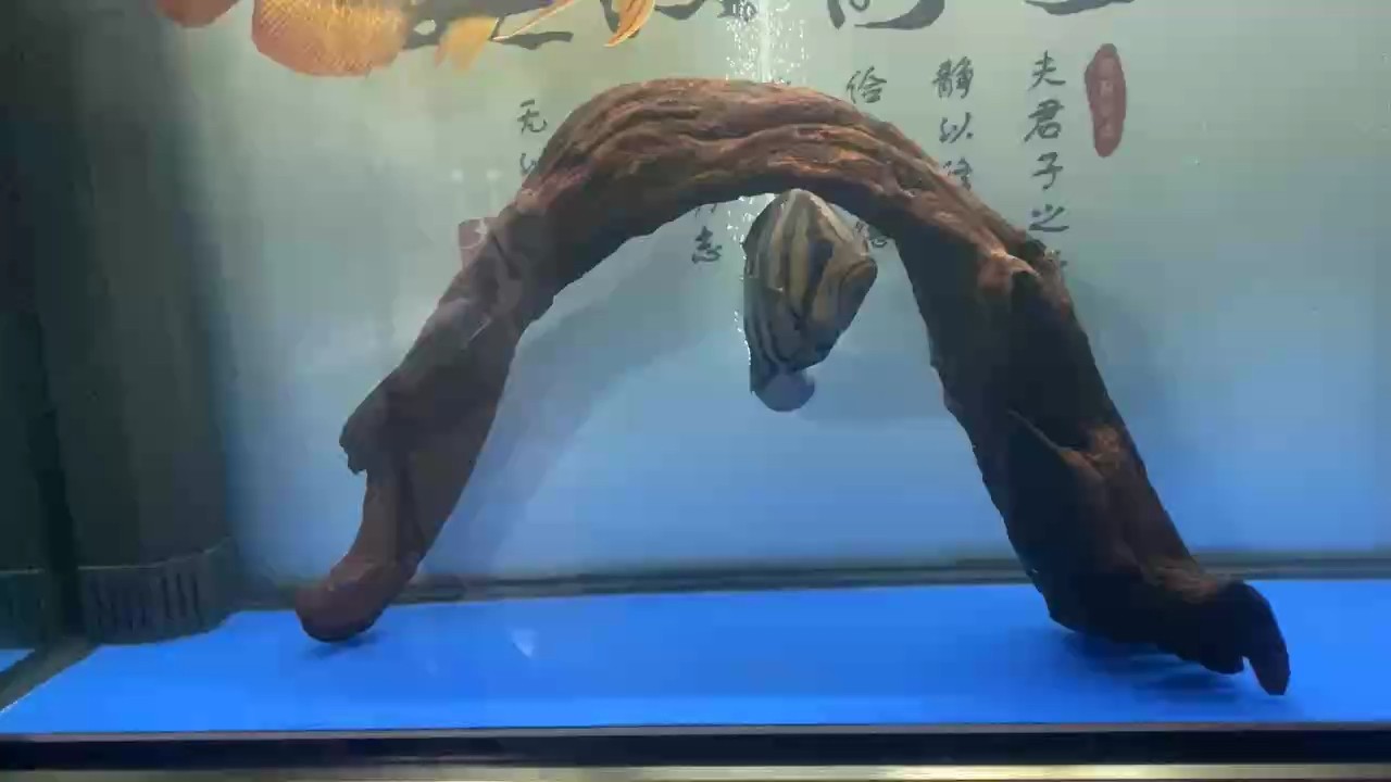 換水，快快長(zhǎng)大