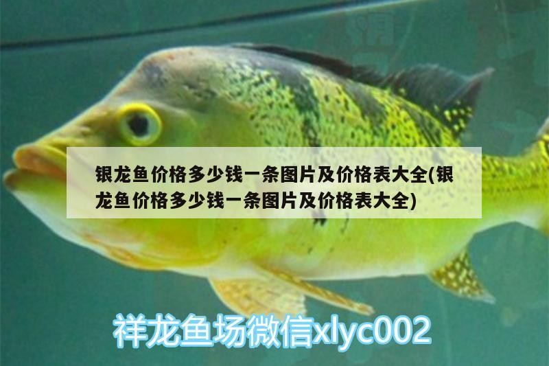 銀龍魚價格多少錢一條圖片及價格表大全(銀龍魚價格多少錢一條圖片及價格表大全) 銀龍魚價格多少錢一條圖片及價格表大全(銀龍魚價格多少錢一條圖片及價格表大全) 銀龍魚百科