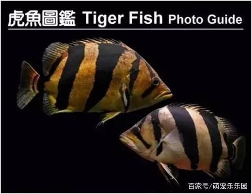 泰虎魚怎么養殖方法和技巧圖片：泰虎魚怎么養殖方法和技巧 泰虎魚怎么養殖方法和技巧圖片：泰虎魚怎么養殖方法和技巧 虎魚百科 第2張