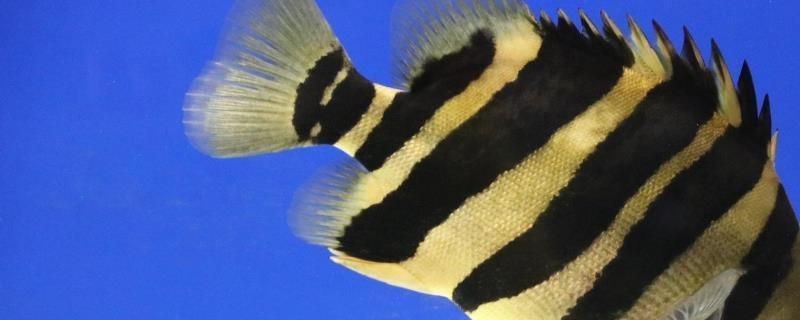泰虎魚怎么養殖方法和技巧圖片：泰虎魚怎么養殖方法和技巧 泰虎魚怎么養殖方法和技巧圖片：泰虎魚怎么養殖方法和技巧 虎魚百科 第3張