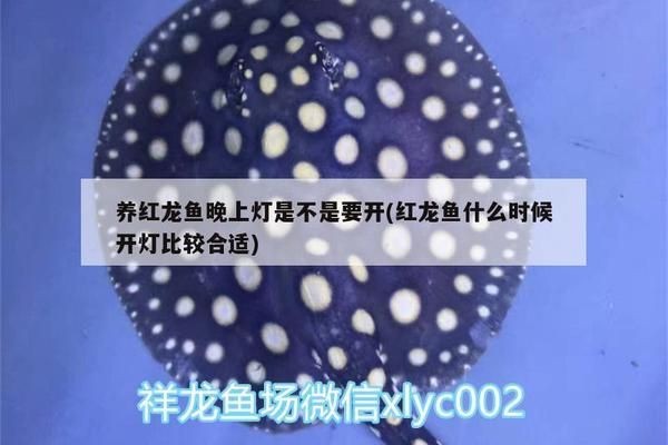 紅龍魚什么時候開燈比較合適：紅龍魚養殖紅龍魚每天開燈8小時開燈時間應注意什么