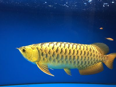 沈陽龍魚vs祥龍魚場（沈陽龍魚祥龍魚場）