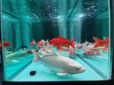 沈陽龍魚vs祥龍魚場（沈陽龍魚祥龍魚場）