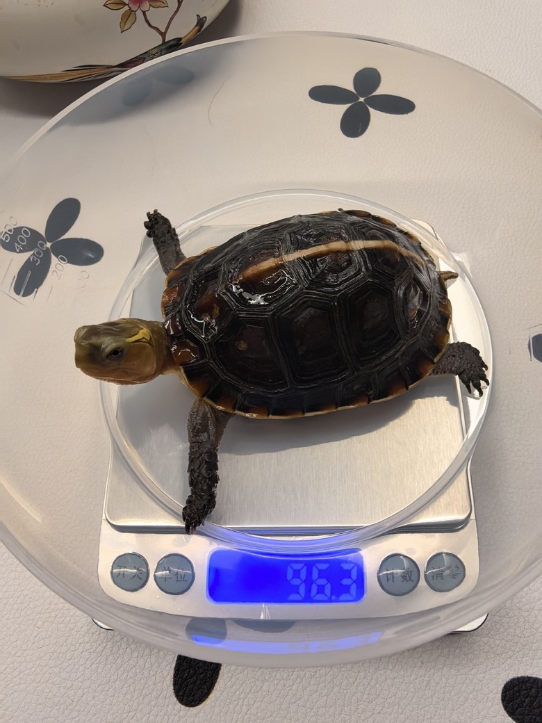 我的安緣龜（栓牢和栓牢家婆姨） 我的安緣龜（栓牢和栓牢家婆姨） 龍魚論壇 第1張