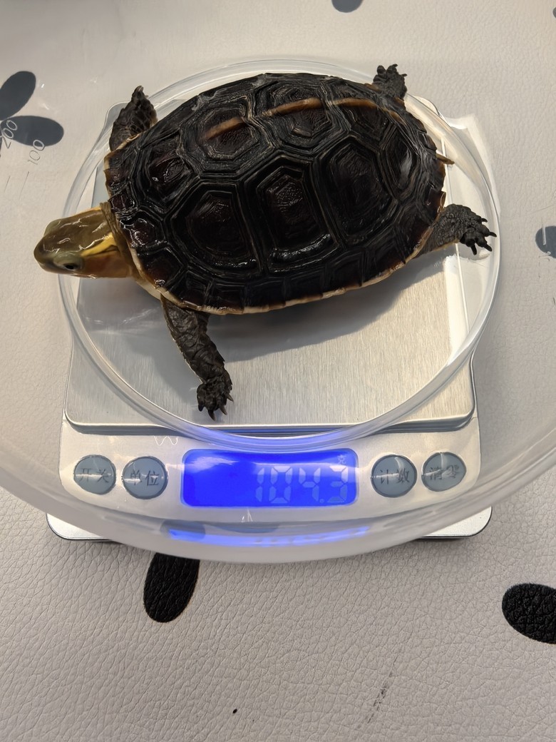 我的安緣龜（栓牢和栓牢家婆姨） 我的安緣龜（栓牢和栓牢家婆姨） 龍魚論壇 第2張