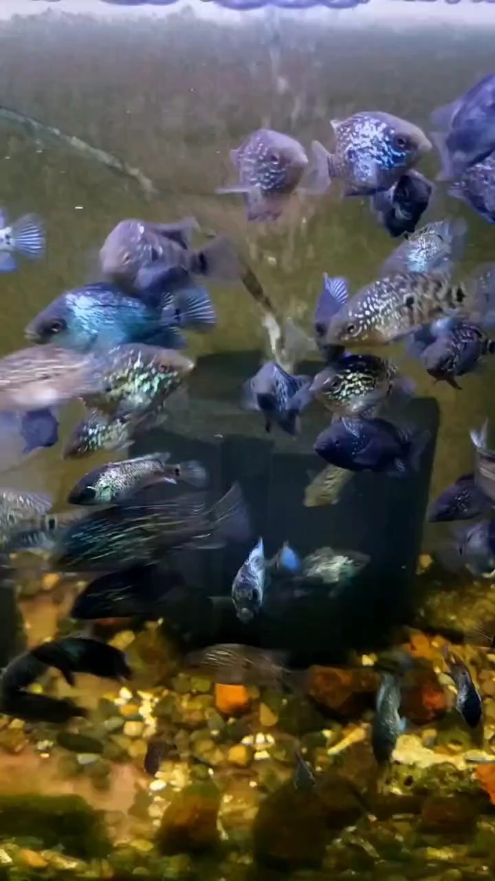 小雜魚開始褪沙中