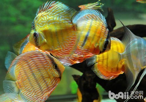 紅龍魚能混養嗎怎么養活：紅龍魚可以與其他魚類混養，但需要注意一些關鍵點以確保它們健康