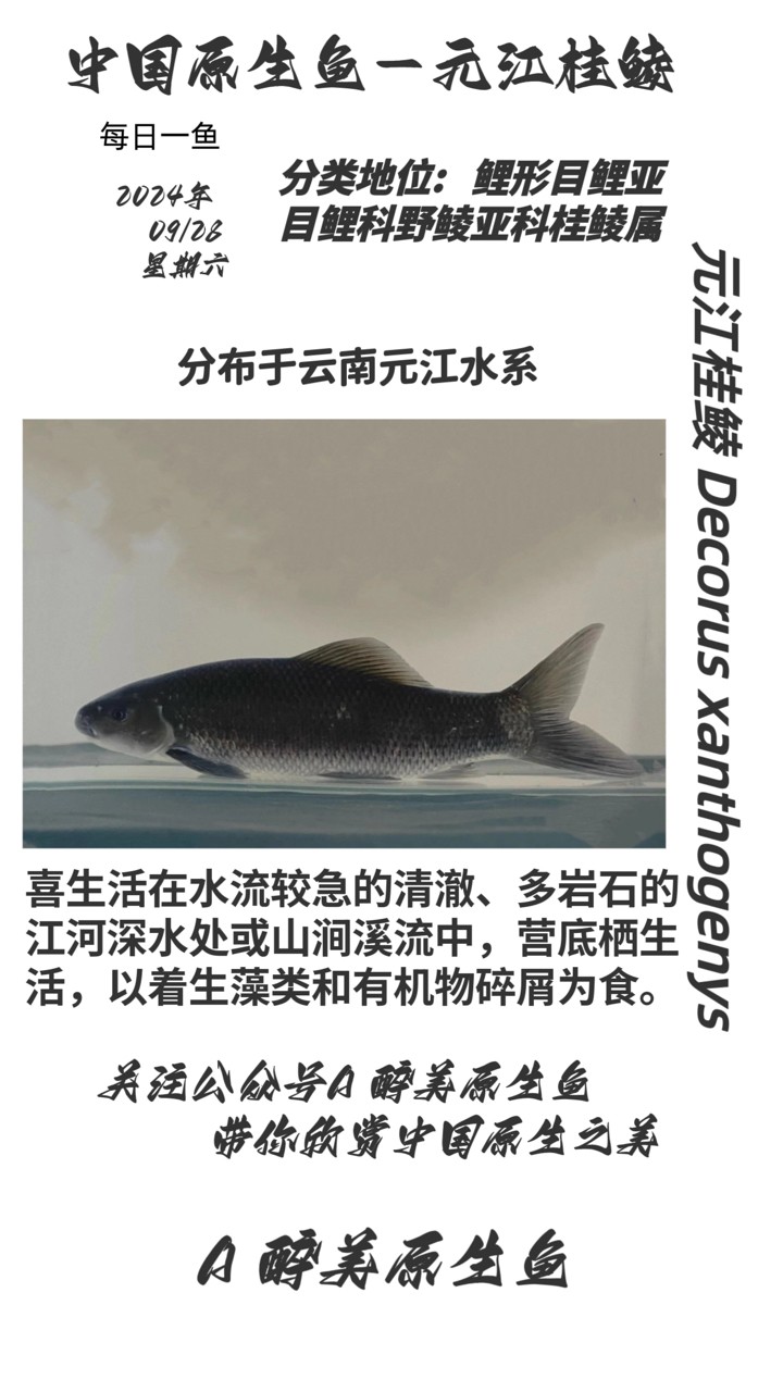 元江桂鯪 元江桂鯪 龍魚論壇