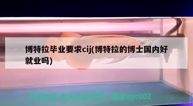 博特拉畢業要求cij(博特拉的博士國內好就業嗎)