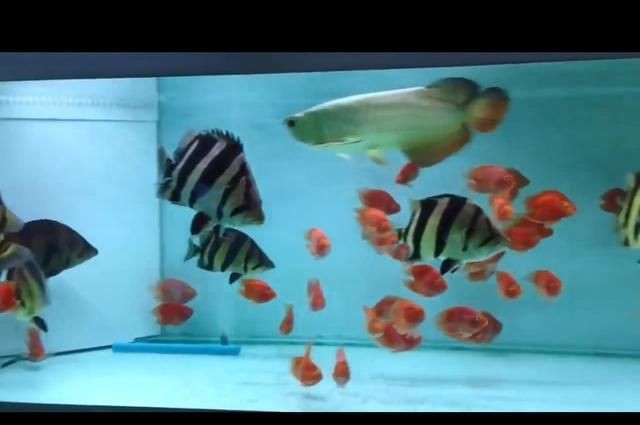 虎魚蹭缸底什么原因：虎魚蹭缸底可能是天生的習(xí)性之一，虎魚蹭缸底可能是天生的習(xí)性