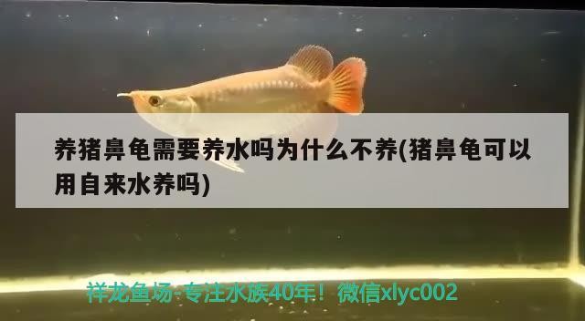 養(yǎng)豬鼻龜需要養(yǎng)水嗎為什么不養(yǎng)(豬鼻龜可以用自來(lái)水養(yǎng)嗎)