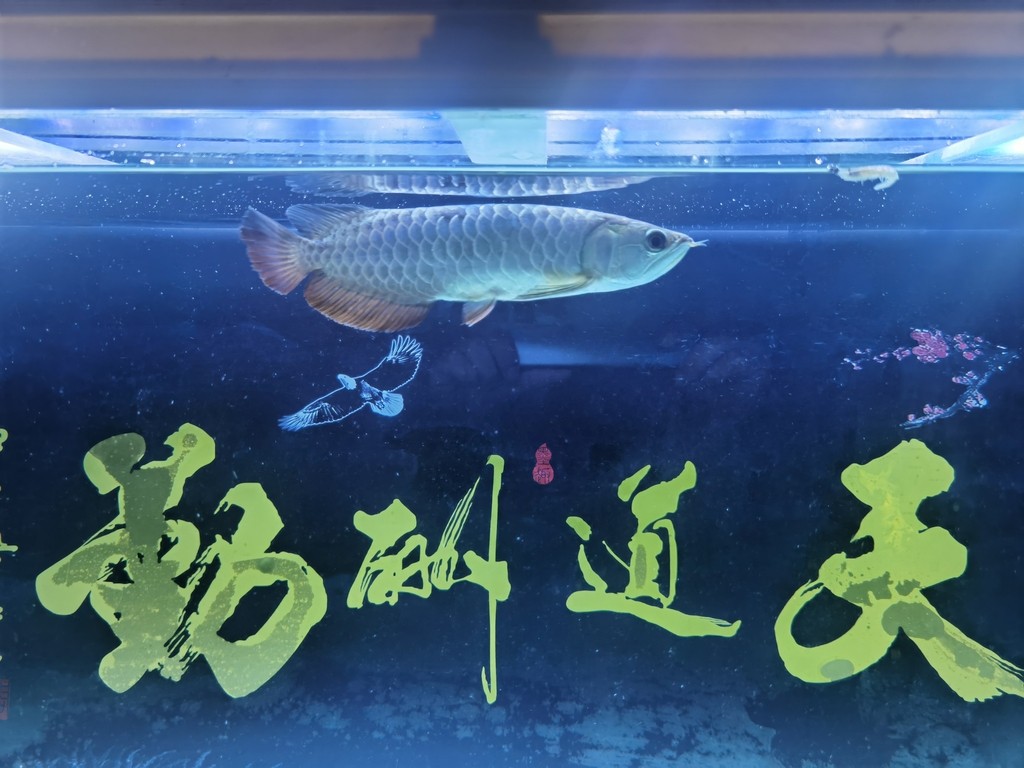 藍底過背嗎 龍魚論壇 第1張 藍底過背嗎 藍底過背嗎 龍魚論壇 第1張