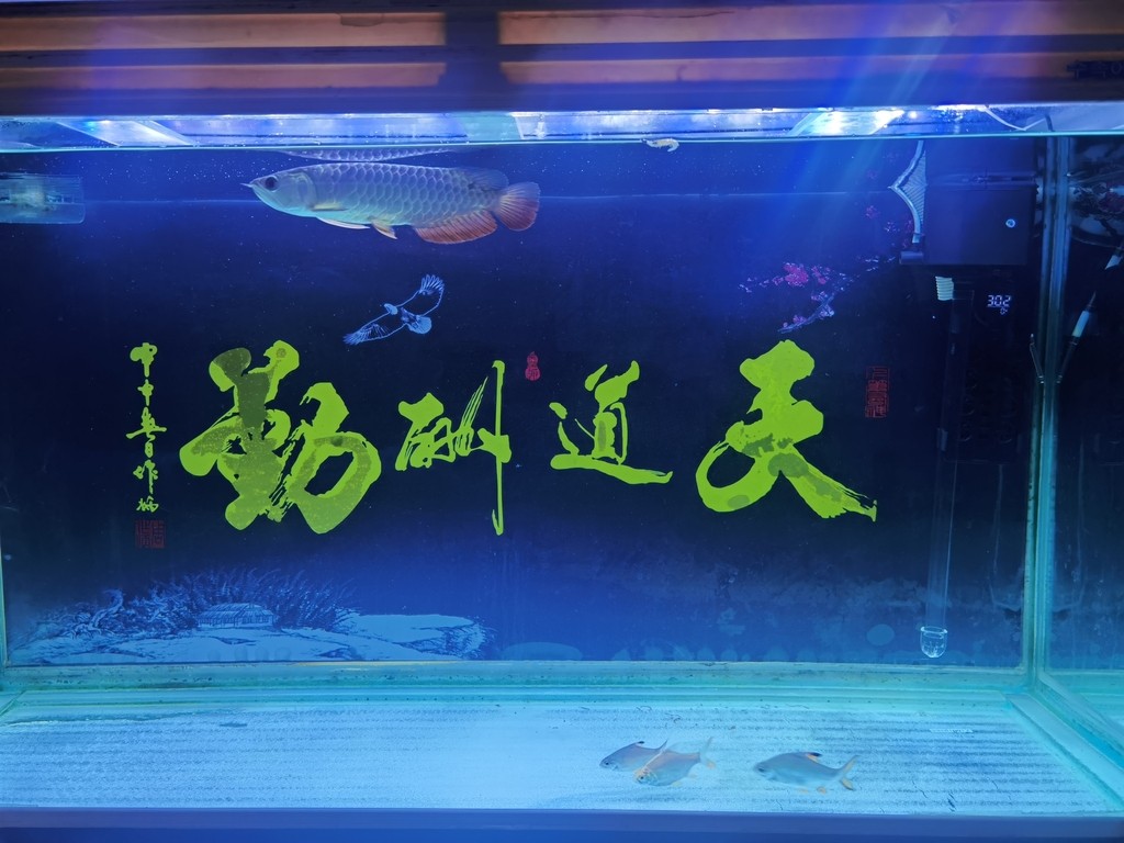 藍底過背嗎 龍魚論壇 第2張 藍底過背嗎 藍底過背嗎 龍魚論壇 第2張