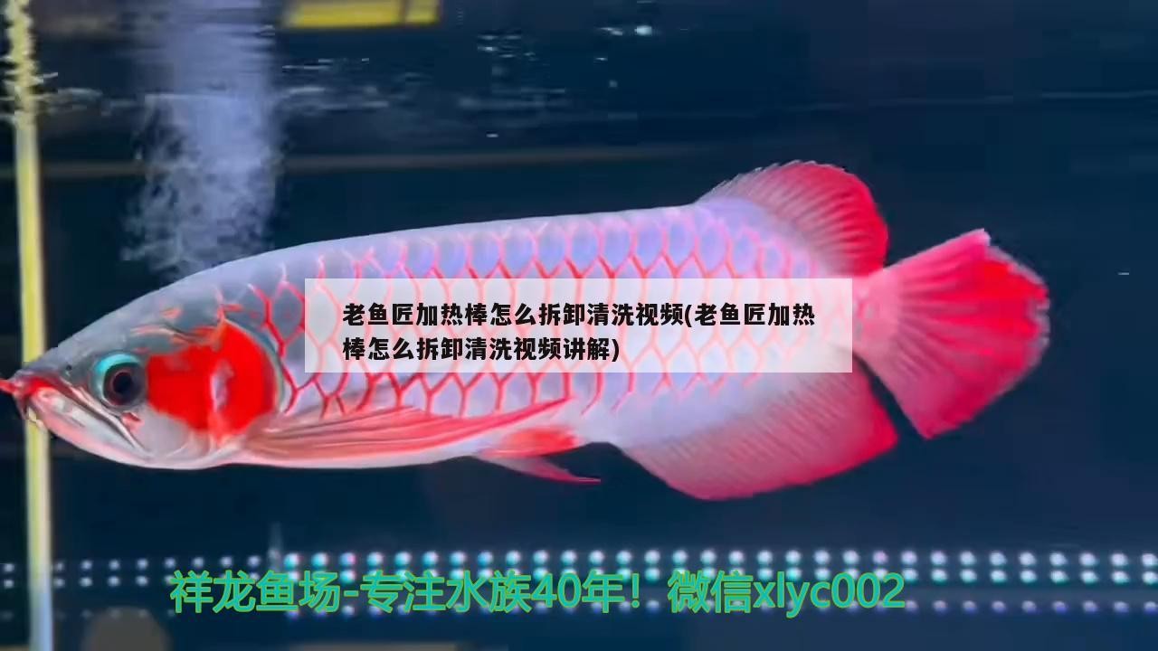 老魚匠加熱棒怎么拆卸清洗視頻(老魚匠加熱棒怎么拆卸清洗視頻講解) 老魚匠加熱棒怎么拆卸清洗視頻(老魚匠加熱棒怎么拆卸清洗視頻講解) 老魚匠