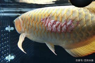 龍魚爛身病vs祥龍魚場：祥龍魚場的龍魚品種
