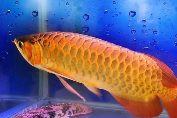 蝴蝶鯉浮頭但是不缺氧：蝴蝶鯉浮頭怎么辦