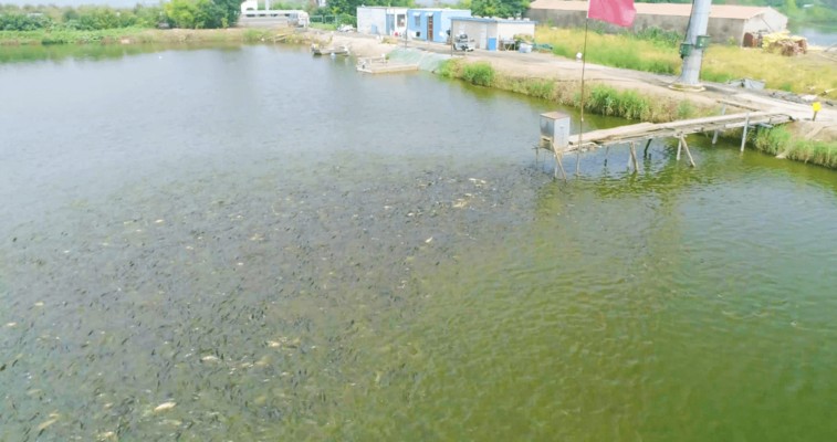 魟魚水溫32度會得白血病嗎：魟魚水溫32度會得白血病嗎能活嗎