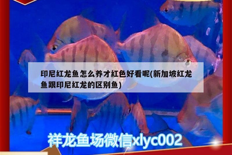 印尼紅龍魚怎么養才紅色好看呢(新加坡紅龍魚跟印尼紅龍的區別魚)