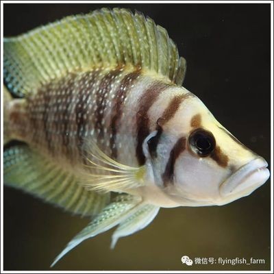鴻雁長飛光不度修辭手法：鴻雁長飛光不度修辭手法借代