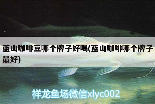 藍(lán)山咖啡豆哪個(gè)牌子好喝(藍(lán)山咖啡哪個(gè)牌子最好)