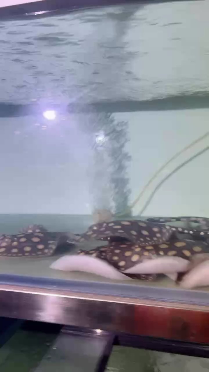 魚缸過濾器選購指南:自制魚缸過濾器魚缸上置過濾器對于養(yǎng)魚愛好者的必備知識 旺財開飯 龍魚論壇 旺財開飯 旺財開飯 龍魚論壇