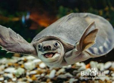 豬鼻龜可以和哪些小型魚一起養：豬鼻龜與什么魚混養好