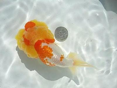 紅眼白子招財(cái)龍魚(yú)吃小魚(yú)嗎：紅眼白子招財(cái)龍魚(yú)吃什么