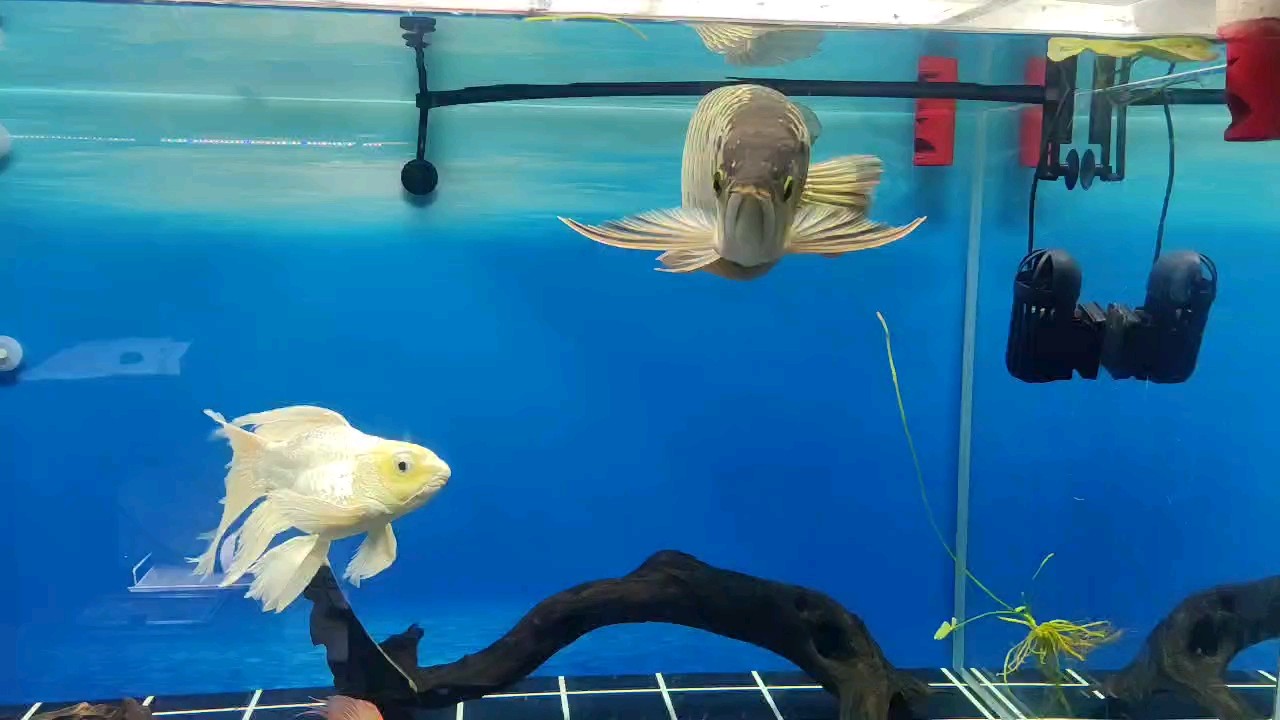 換水之后水清魚靚[ciya]