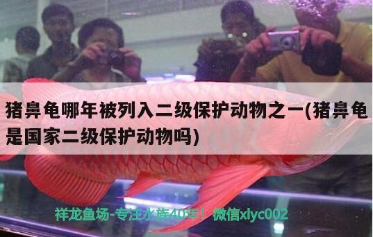 豬鼻龜哪年被列入二級保護動物之一(豬鼻龜是國家二級保護動物嗎)