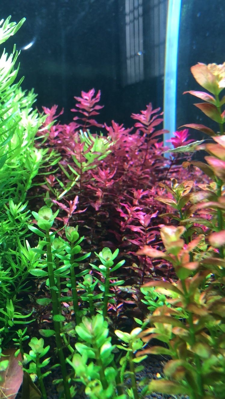 桐鄉市崇福程博文魚店