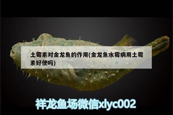 龍魚土霉素用法vs祥龍魚場：祥龍魚場龍魚土霉素使用注意事項(xiàng)