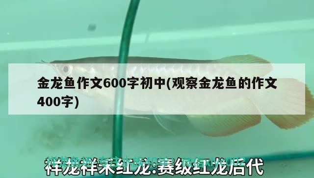 金龍魚作文600字初中(觀察金龍魚的作文400字) 金龍魚作文600字初中(觀察金龍魚的作文400字) 金龍魚百科 第2張