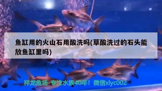 大連長興島臨港工業區長興島辦事處欣怡花鳥魚店