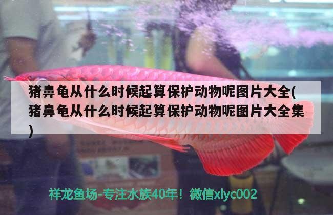 豬鼻龜從什么時候起算保護(hù)動物呢圖片大全(豬鼻龜從什么時候起算保護(hù)動物呢圖片大全集)