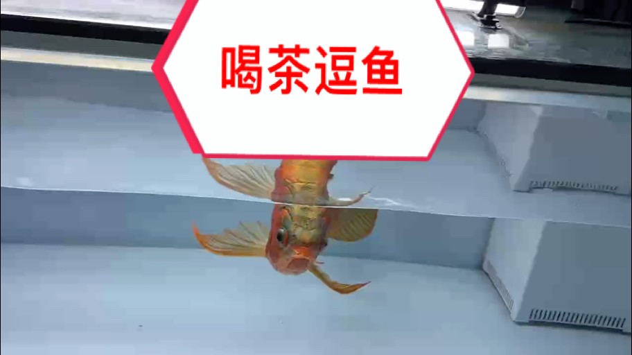 萬隆天王紅龍,一米五白缸,配1米白色熒光燈,iPhone自帶原相機(jī)拍攝。無濾鏡、無P圖。 紅龍魚要的就是一個紅! 玩發(fā)色,我們是認(rèn)真的! #萬隆天王紅龍 #紅龍 #龍魚 萬隆天王紅龍,一米五白缸,配1米白色熒光燈,iPhone自帶原相機(jī)拍攝。無濾鏡、無P圖。 紅龍魚要的就是一個紅! 玩發(fā)色,我們是認(rèn)真的! #萬隆天王紅龍 #紅龍 #龍魚