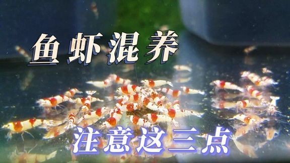 紅龍最忌三種東西：紅龍最忌三種東西是什么