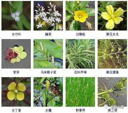 紅龍魚(yú)最喜歡吃什么食物：紅龍魚(yú)最喜歡吃什么食物呢