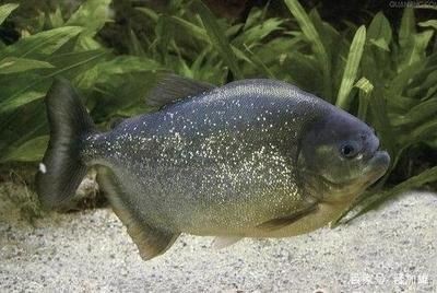 虎魚身上有黑點怎么辦：虎魚身上出現黑點怎么辦