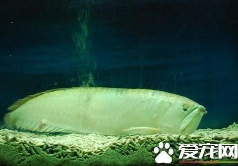 龍魚水質不適應是怎么表現vs祥龍魚場：如何改善龍魚水質環境祥龍魚場水質管理方法