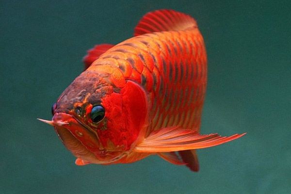 紅龍魚兜嘴是什么樣子：紅龍魚兜嘴是一種需要關注的問題，紅龍魚兜嘴對健康的影響