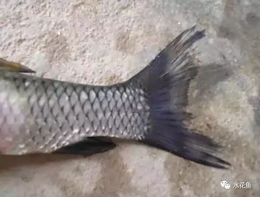 紅龍魚喜歡老水還是新水：紅龍魚喜歡老水還是新水養