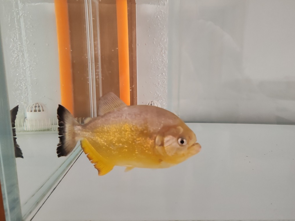 單養(yǎng)胭脂水虎 單養(yǎng)胭脂水虎 龍魚論壇 第1張