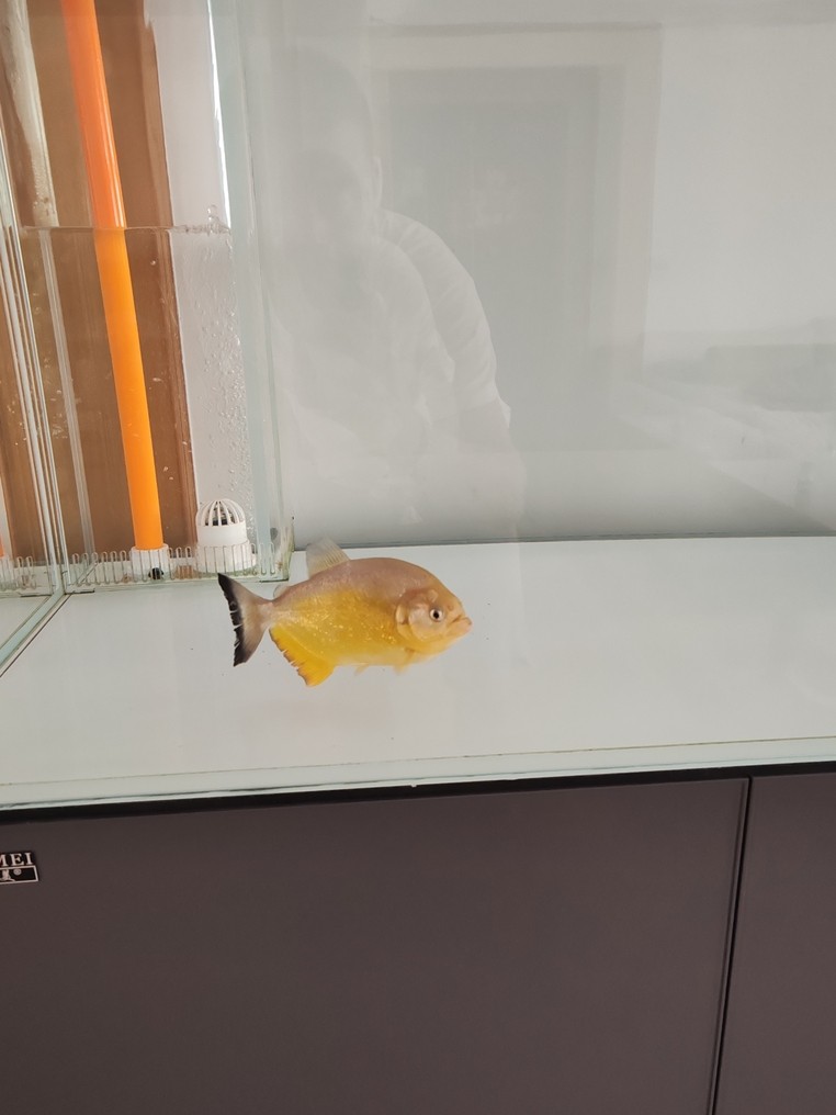 單養(yǎng)胭脂水虎 單養(yǎng)胭脂水虎 龍魚論壇 第2張